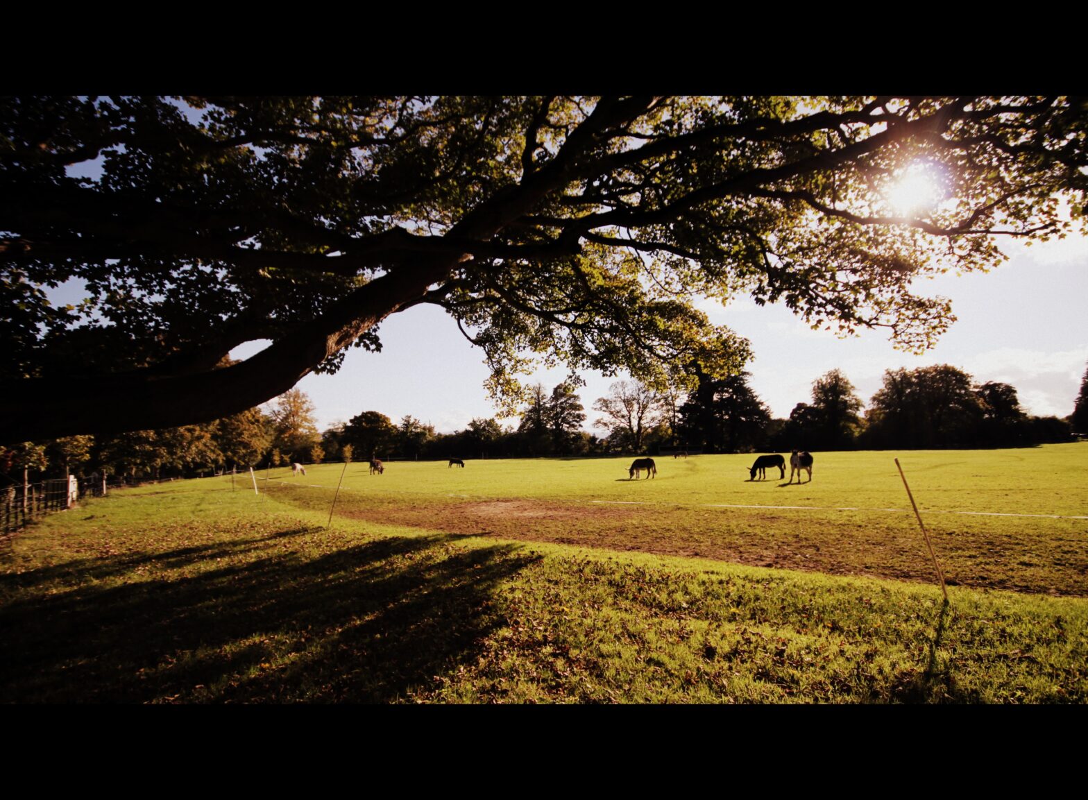Vista parcial de Phoenix Park en Dublín